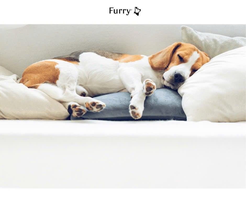 Nằm Mơ Thấy Chó Đẻ Đánh Con Gì? Giải Mã Chi Tiết