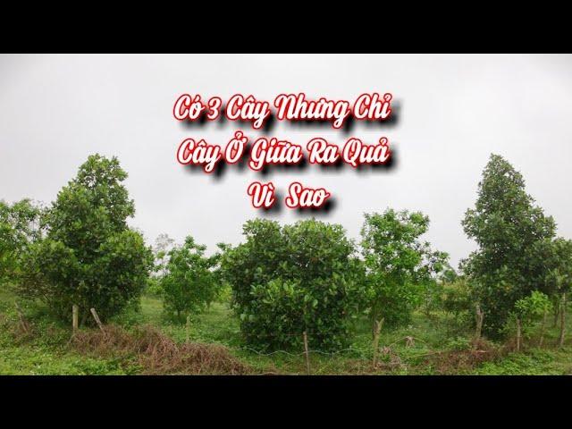 Nhiều cây mít sai quả