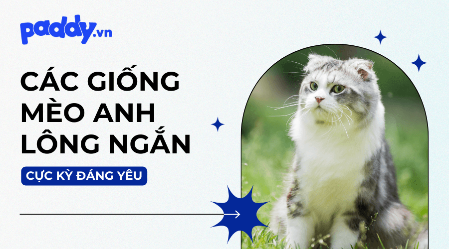 Giải Mã Giấc Mơ Thấy Mèo Vào Nhà Và Con Số May Mắn