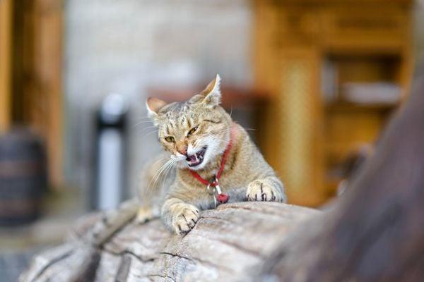 Nhiều mèo đang kêu