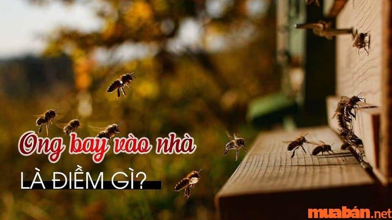 Ong vò vẽ bay vào nhà