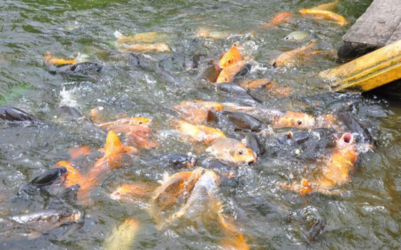 Giải Mã Giấc Mơ Thấy Cầu Vồng Và Những Con Số May Mắn