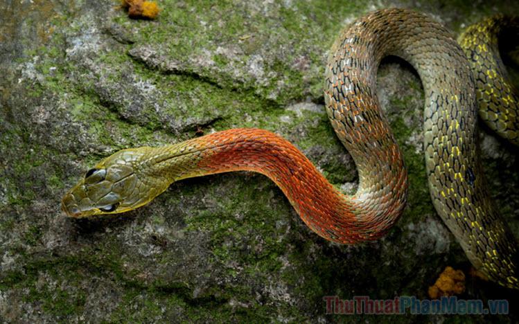 Nằm mơ thấy rắn cắn chảy máu ở tay