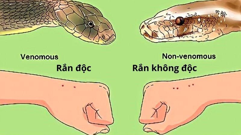 Hình ảnh rắn cắn tay và các con số đề liên quan