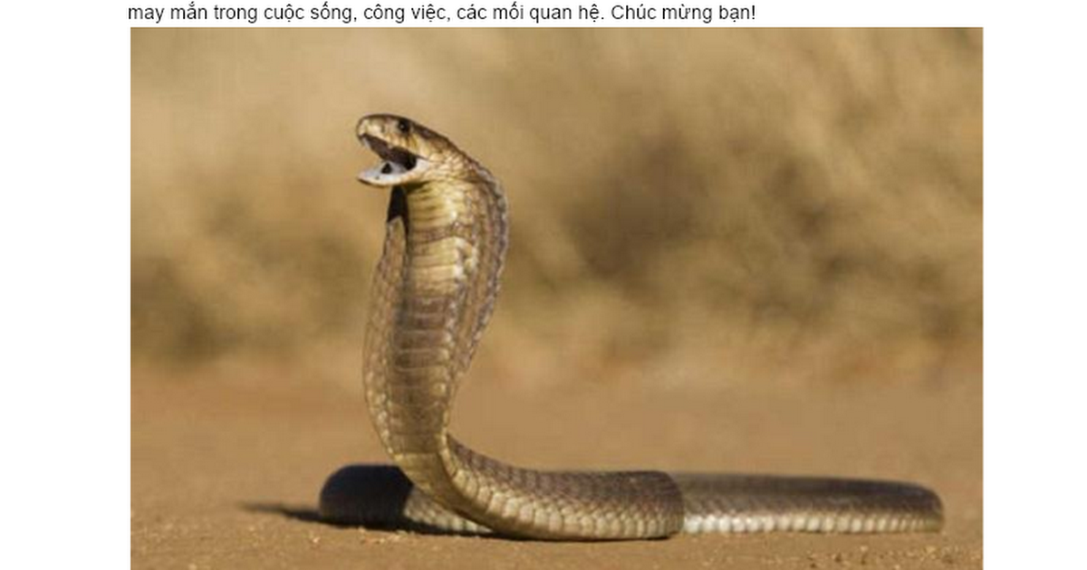 Rắn hổ mang chúa cắn trong giấc mơ