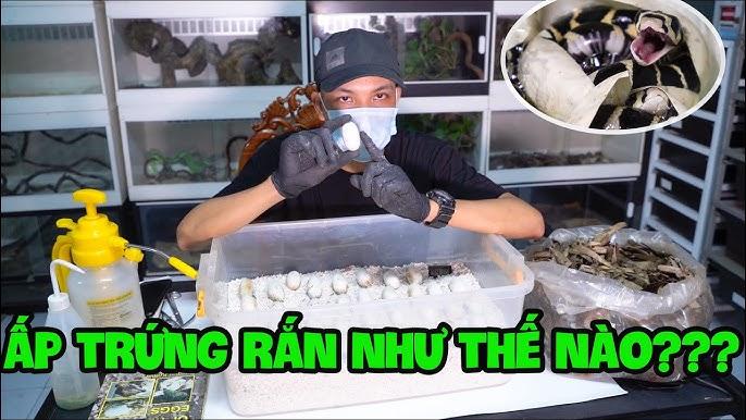 Nằm Mơ Thấy Xóc Đĩa Đánh Con Gì? Giải Mã Chi Tiết