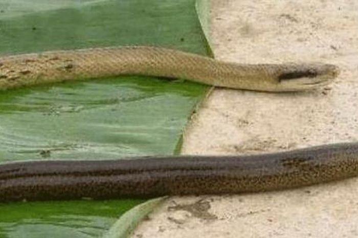 Bà Bầu Nằm Mơ Thấy Hổ: Điềm Báo Gì Về Tương Lai?