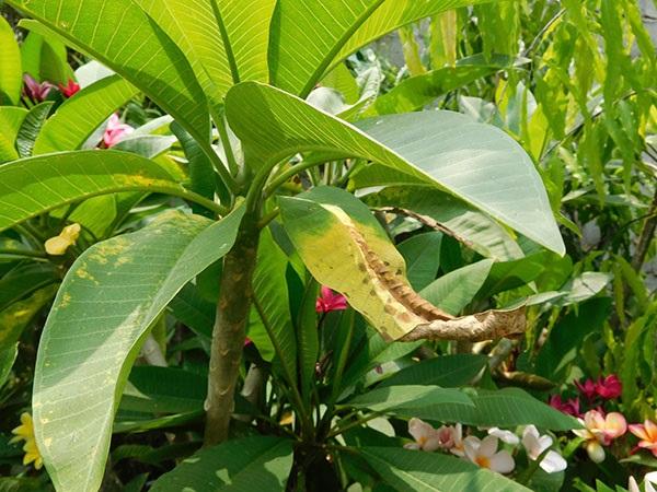 Rồng Vàng Bị Giết