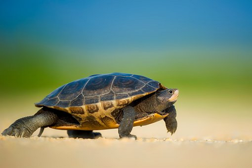 Giải Mã Giấc Mơ Thấy Mình Đang Bay