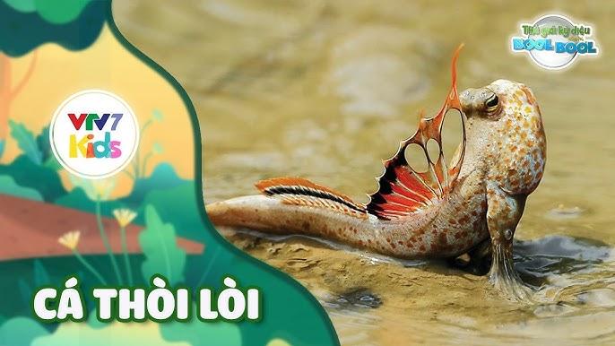 Rùa khổng lồ bơi dưới nước