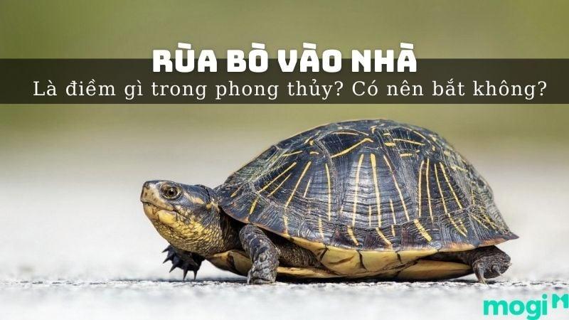 Rùa Trắng Bò Vào Nhà