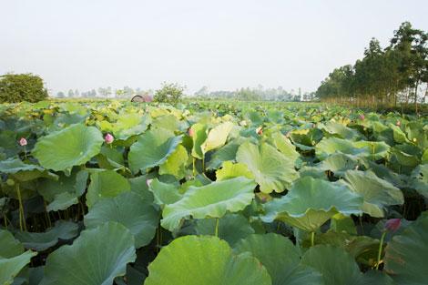 Rùa Trắng Trong Đầm Sen