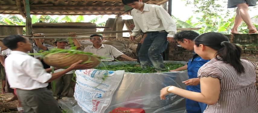 Giải Mã Giấc Mơ Thấy Lá Chuối và Con Số May Mắn