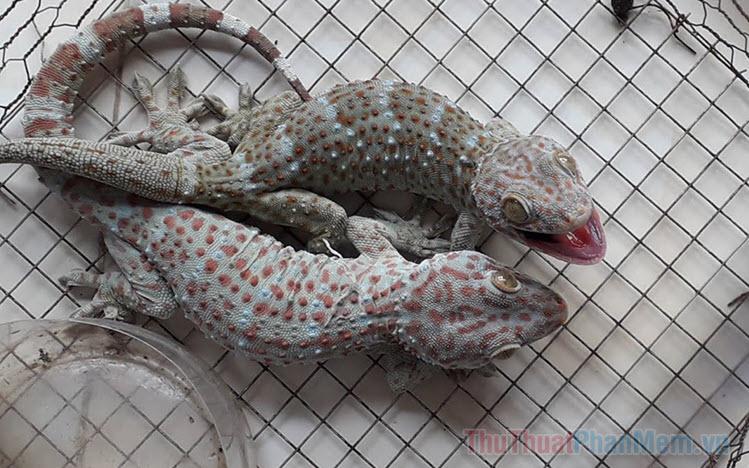 Tắc kè bò vào nhà