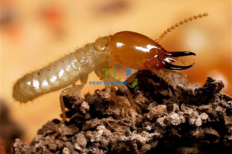 Giải Mã Giấc Mơ Thấy Đánh Bài Phỏm và Số Đề Liên Quan