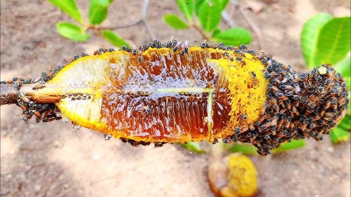 Nằm Mơ Thấy Vợ Chồng Bỏ Nhau Đánh Con Gì?