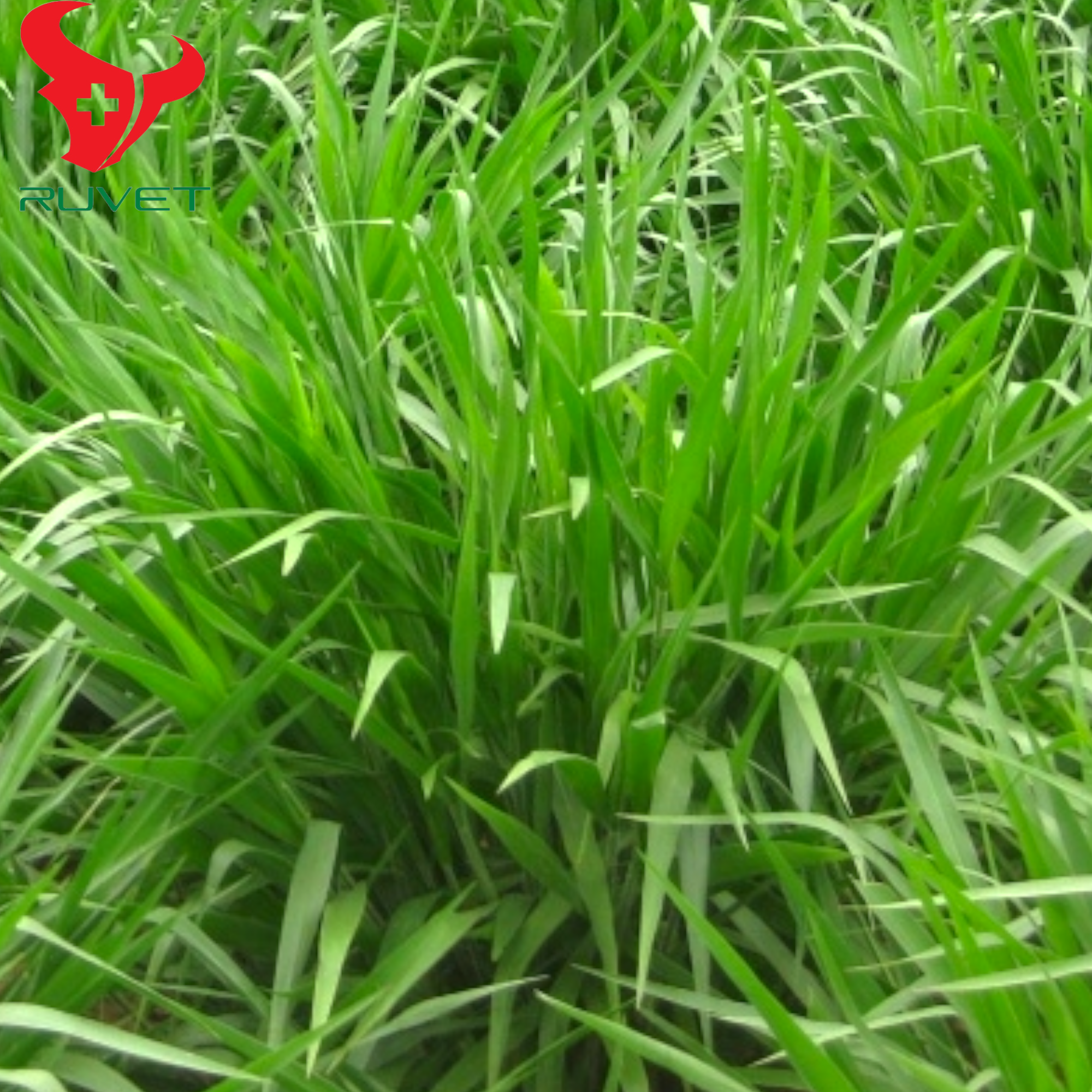 Nằm Mơ Thấy Đánh Răng Bị Chảy Máu Đánh Con Gì?