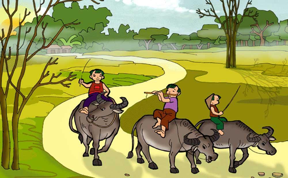 Trâu trắng ăn cỏ non