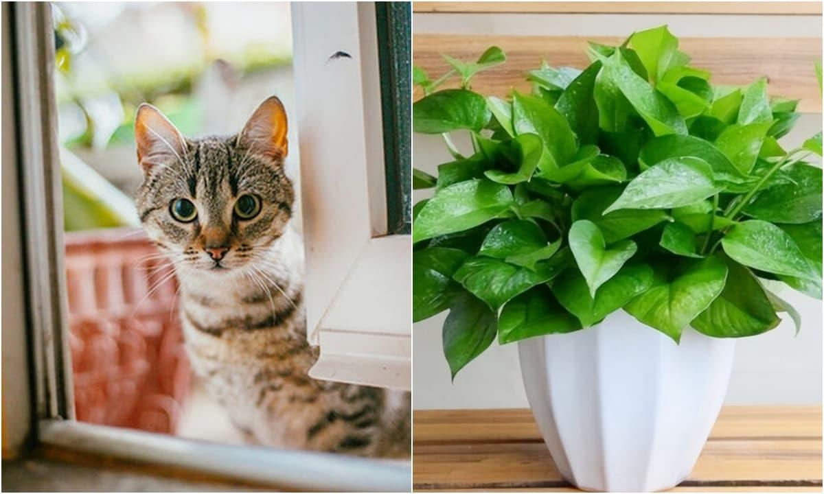 Trồng cây cau điềm báo may mắn
