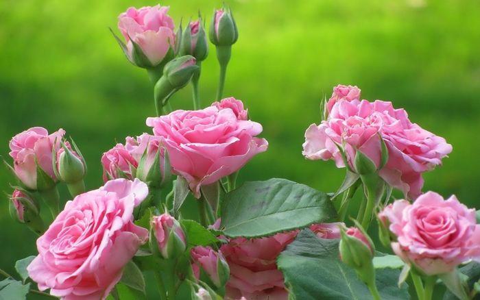 Giải Mã Giấc Mơ Vợ Chồng Đánh Nhau Đánh Con Gì?