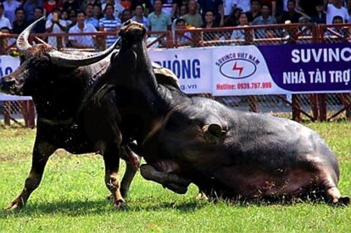 Nằm Mơ Thấy Con Trâu Chết Đánh Số Mấy?