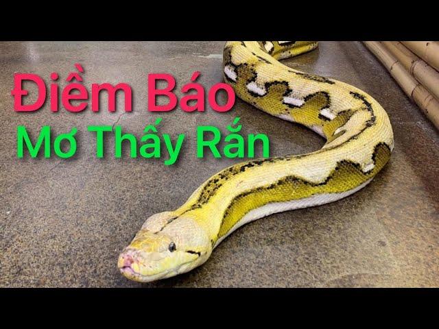 Nằm Mơ Có Thai Đánh Con Gì? Giải Mã Bí Ẩn